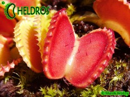 MUCHOŁÓWKA Dionaea Muscipula COQUILLAGE