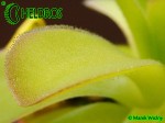 Pinguicula Agnata CSUF