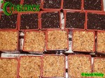 Sarracenia Seeds - Sianie nasiona kapturnicy