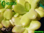 Pinguicula Tłustosz spec. Linz