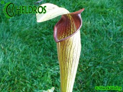 MK A21 Sarracenia Alata var. Rubrioperculata