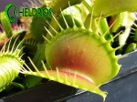 Dionaea Muscipula Muchołówka B52
