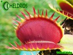 Muchołówka-Dionaea-Muscipula-Red-Daggers