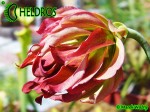 MK L55 Sarracenia Leucophylla Tarnok ,W. Mutant flower form
