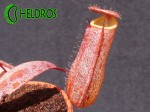 Nepenthes Dzbanecznik SANGUINEA BLACK JACK