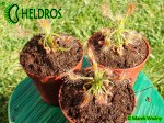 Rosiczka Drosera SCORPIOIDES / Drosera SCORPIOIDES.