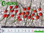 Dwarf Chiltepin - birds eye, Capsicum annuum var. glabriusculum