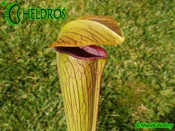 MK A26 Sarracenia Alata var. rubrioperculata