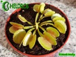 Dionaea Muscipula Muchołówka WHALE