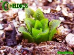 Tłustosz pinguicula Macrophylla
