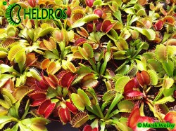 Muchołówka Dionaea Muscipula