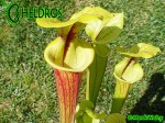 MK F66 Sarracenia Flava var. rubricorpora,Giant red tube,W,MS, Apalachicola National Forest.
