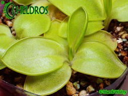 TŁUSTOSZ Pinguicula MACROPHYLLA