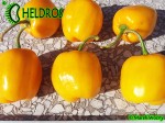 ORANGE GIANT ROCOTO chili