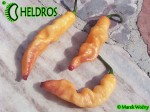 PINK TIGER chili - cross of Bhut Jolokia and Pimenta da Neyde