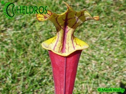 MK F25A Sarracenia rubricorpora 'Claret'