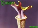 MK H17 Sarracenia alata Red Lid x flava. Striking red inner lids.