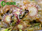 Wielkość oferowanych sadzonek / Drosera PROLIFERA - offered plant size.
