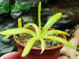 TŁUSTOSZ Pinguicula APHRODITE - olśniewający