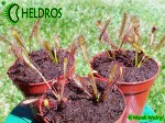 Oferowane na aukcji roślinki / DROSERA CAPENSIS - typical reddish plant.