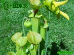 MK F17	Sarracenia Flava var. rugelii Milton, FL WF68,JA,copper tinged in early growth. 1 plant discovered near Milton, Florida has a copper tint to the emerging growth and young opened pitchers.