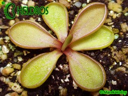 TŁUSTOSZ Pinguicula EMARGINATA RED