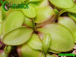 TŁUSTOSZ Pinguicula spec. PACHUCA