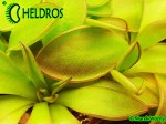 Pinguicula Tłustosz YUCCA DO 1718