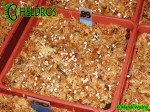 Sarracenia Seeds - Sianie nasiona kapturnicy