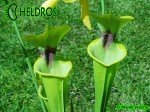 MK F13	Sarracenia Flava var. rugelii Dark throat,Apalachicola National Forest,W, Very dark throat splotch