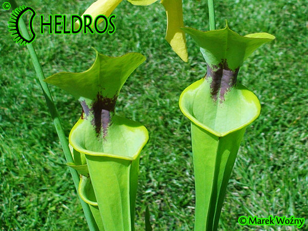 MK F13	Sarracenia Flava var. rugelii Dark throat,Apalachicola National Forest,W, Very dark throat splotch