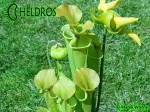 MK F17	Sarracenia Flava var. rugelii Milton, FL WF68,JA,copper tinged in early growth. 1 plant discovered near Milton, Florida has a copper tint to the emerging growth and young opened pitchers.