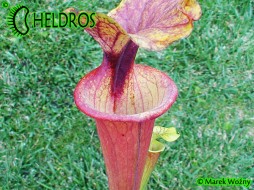 MK F112 Sarracenia Flava var. rubricorpora