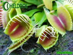Dionaea Muscipula TRICHTERFALLE - Funnel Trap