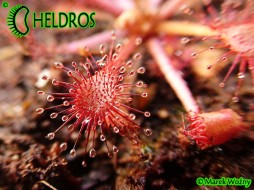 ROSICZKA Sp. BELEM - 10 nasion