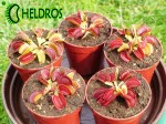 Dionaea Muscipula Muchołówka BIG MOUTH