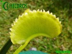 Dionaea Muscipula Muchołówka AF1 Killer Queen