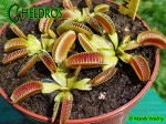 Muchołówka Dionaea Muscipula ALIEN