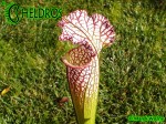 MK L55 Sarracenia Leucophylla Tarnok ,W. Mutant flower form