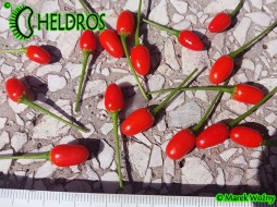 CHILTEPIN Chili Tepin - 10 nasion