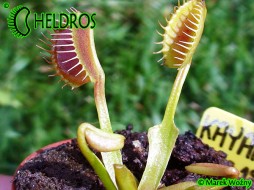 Dionaea Muscipula KAYAN - wydłużona
