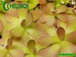 TŁUSTOSZ Pinguicula 'JOHANNA' - uroczy