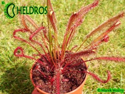 ROSICZKA CAPENSIS ALL RED - 20 nasion