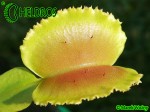 Dionaea Muscipula Muchołówka WHALE