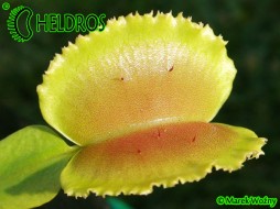 Dionaea Muscipula WHALE - przepiękna