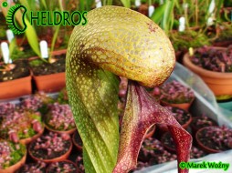 Darlingtonia CALIFORNICA KALIFORNIJSKA - Kobra