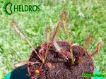 Oferowane na aukcji roślinki / DROSERA CAPENSIS - typical reddish plant.