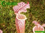 MK L74 Sarracenia Leucophylla Cook Giant DC