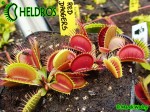 Muchołówka-Dionaea-Muscipula-Red-Daggers