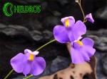 Flowering Utricularia LONGIFOLIA. Pływacz LONGIFOLIA - kwitnie przepięknie.